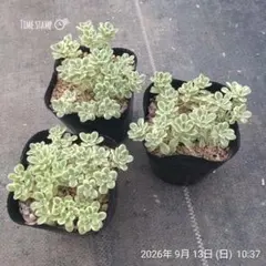 【超特大】浜万年草錦　斑入り　多肉植物セダム 超特大】浜万年草錦 斑入り 多肉植物セダム - メルカリ