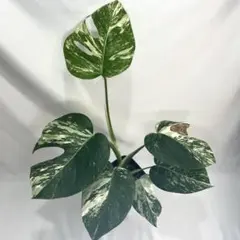 ケ*ン様 Q218 Monstera Thai Mintモンステラ・タイ・ミント - メルカリ
