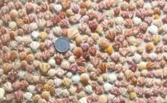 天然貝殻　素材　カラフルな貝殻のアソート　キンチャクガイなど