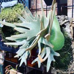 2025年最新】jade girl 胞子の人気アイテム - メルカリ