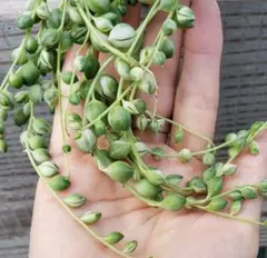 【 斑入りグリーンネックレス 】カット苗 マーブル セネシオ 多肉植物