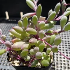 多肉植物 ルビーネックレス カット苗 - メルカリ