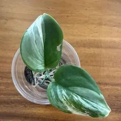 2025年最新】スキンダプサス ムーンライトの人気アイテム - メルカリ