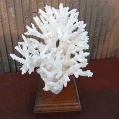 天然珊瑚　置物