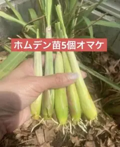 セットレモングラス200gコブミカン葉30gパンダンリーフ5 枚ホムデンオマケ。 セットレモングラス200gコブミカン葉30gパンダンリーフ5 枚ホムデン