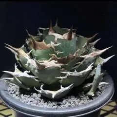 チタノタ「アオガラ 青雀」めちゃくちゃ綺麗な株 タグ鉢付き発送 チタノタ 「青雀」子株2つ付き アオガラ 極厚バンド タグ鉢付き