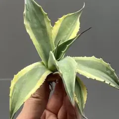 2025年最新】アガベオバティフォリアの人気アイテム - メルカリ