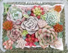 【メルカリ便】エケベリア寄せ植え 多肉弁当 多肉詰め合わせ