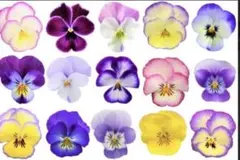 ビオラ　ミックス　150粒　MIX　セット　種　ガーデニング　寄植え　おまけ種付のサムネイル