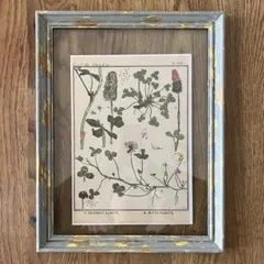 フランスアンティーク 植物標本・古材フレーム付き 額縁 ヴィンテージ
