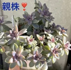 ①【訳あり】子持ち蓮華錦 鏡花 抜き苗 オロスタキス 多肉植物 - メルカリ