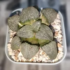 ハオルチア　天空の鏡錦