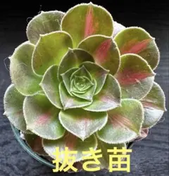 2026年最新】観葉植物 アエオニウムの人気アイテム - メルカリ