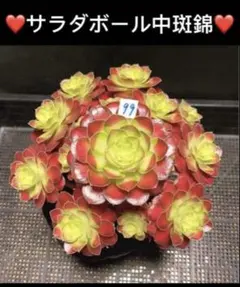 多肉植物アエオニウム錦❤️金絲翡翠❤️ゴールドエメラルド❤️ 状態