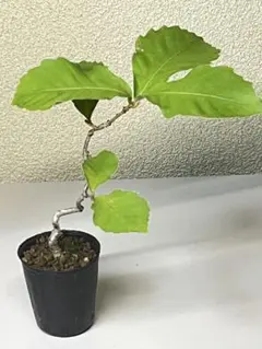 コナラ　ミニ盆栽のサムネイル