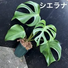 2026年最新】モンステラ・ポトスの人気アイテム - メルカリ