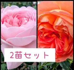 seishu様 リクエスト 2点 まとめ商品