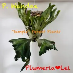 観葉植物 〖ビカクシダ・ウィリンキー ドワーフタツタ〗胞子 - メルカリ