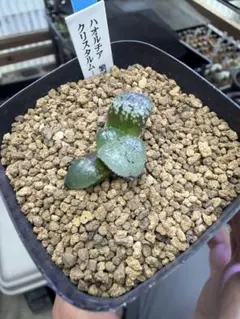 1ポット485円 セダム クリームロッティ 7.5cmポット - メルカリ
