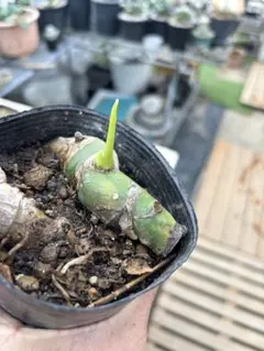 2026年最新】ポトスの人気アイテム - メルカリ