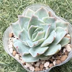 カクタスブライト】ジョセリンのバラ 二瓶さん 多肉植物 エケベリア