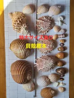 2026年最新】貝標本の人気アイテム - メルカリ
