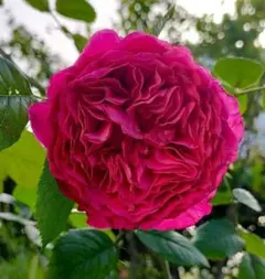 和バラ苗 切り花品種 入手困難 レアバラひらく - メルカリ