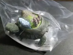 新品未使用 南アメリカ大陸ガメ 大陸ガメ Continent Tortoise