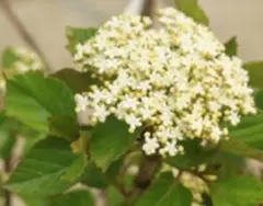 2026年最新】挿し穂の人気アイテム - メルカリ