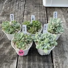 NEW❗️926 多肉植物　つぶつぶ屋　カット苗　寄せ植え　人気5種セット❣️