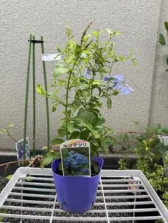 さくちゃん様 リクエスト 3点 まとめ商品