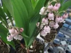 たぬきち様 リクエスト 2点 まとめ商品