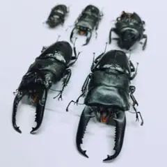 標本 昆虫用品