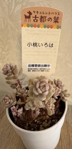 2025年最新】古都の葉 小桃いろはの人気アイテム - メルカリ