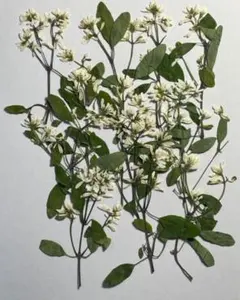 押し花素材パック　ユーフォルビア　12個入No1086