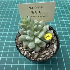 多肉植物 つぶつぶ屋 ももも　抜き苗③