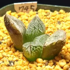 u*6様 多肉植物　ハオルチア　華兎　745のサムネイル