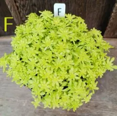 ちょこ様 リクエスト 2点 まとめ商品