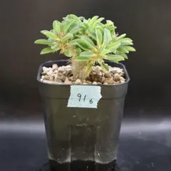 【鉢付】91 ユーフォルビア　ギラウミニアナ　塊根植物　コーデックス