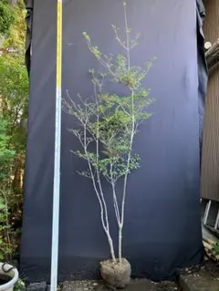 超逸品。特大山採りドウダンツツジ3.4M(鉢底から) 山採りドウダンツツジ。 【公式通販】