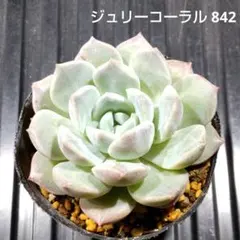 ジュリーコーラル 842 エケベリア 多肉植物 抜き苗