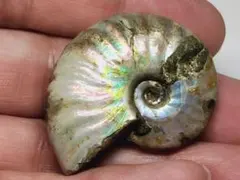 骨格 標本 カタツムリ 殻 大型 50mm - メルカリ