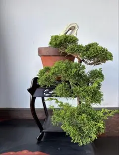 盆栽 真柏 舎利幹 懸崖のサムネイル