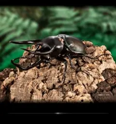 いきもの大図鑑アドバンス コーカサスオオカブト