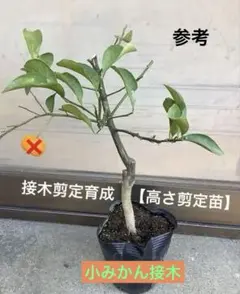 みかん 苗木 せとか はるみ 2本セット 果樹高さ約80.90cm8/23 みかん 苗木 せとか はるみ 2本セット 果樹高さ約80.90cm8/23 - メルカリ