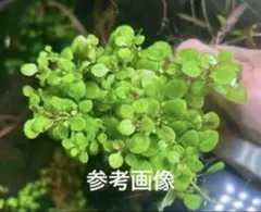 ここのすけ様 リクエスト 4点 まとめ商品