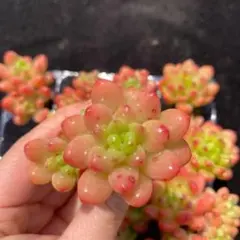 D0088　シャングリラ　16苗　多肉植物　土と根付き エケベリア 韓国苗のサムネイル