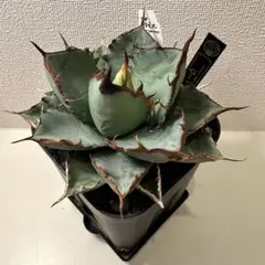 アガベハイブリッド 青蓮×特白肌甲蟹 実生第一世代 連棘個体!! 鉢植え