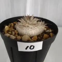 むぎまる(プロフ必読)様 リクエスト 2点 まとめ商品