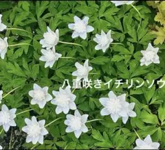 265☘️1年半管理株☘️⭐️超小輪〜小輪⭐️原種交配⭐️大木